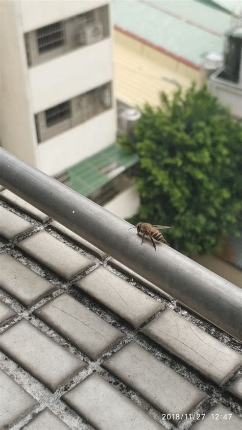 陽台有蜜蜂怎麼辦